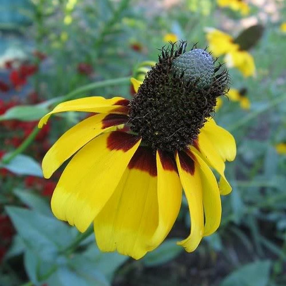 Clasping Coneflower Seeds