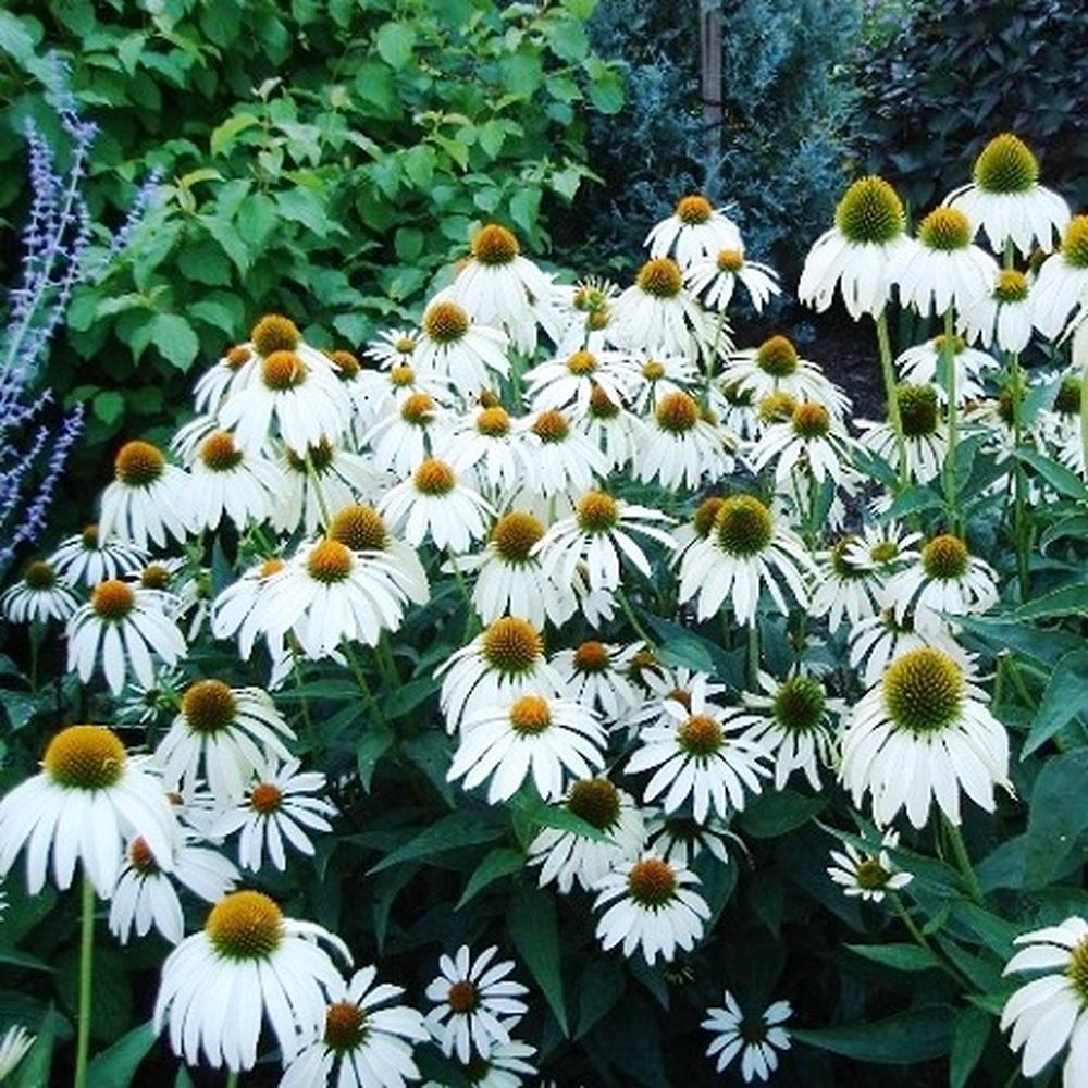 Coneflower Seeds - White Swan
