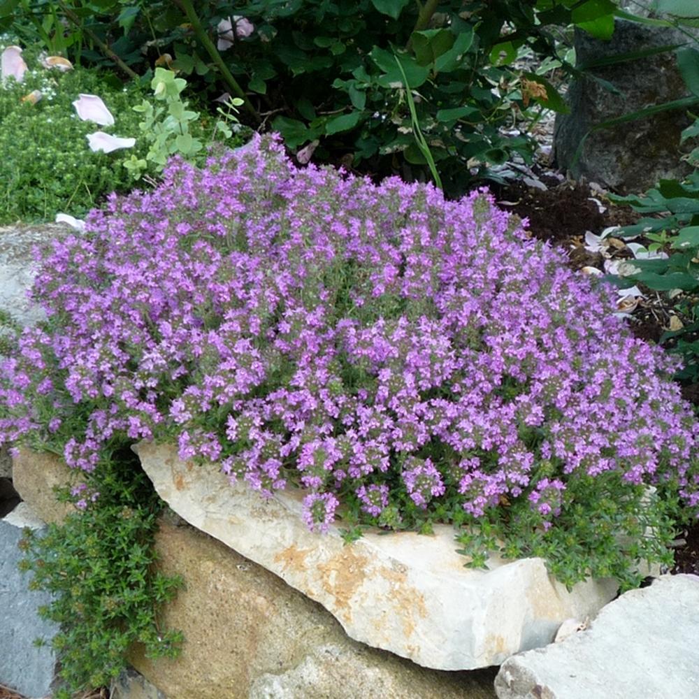 Creeping Thyme Seeds