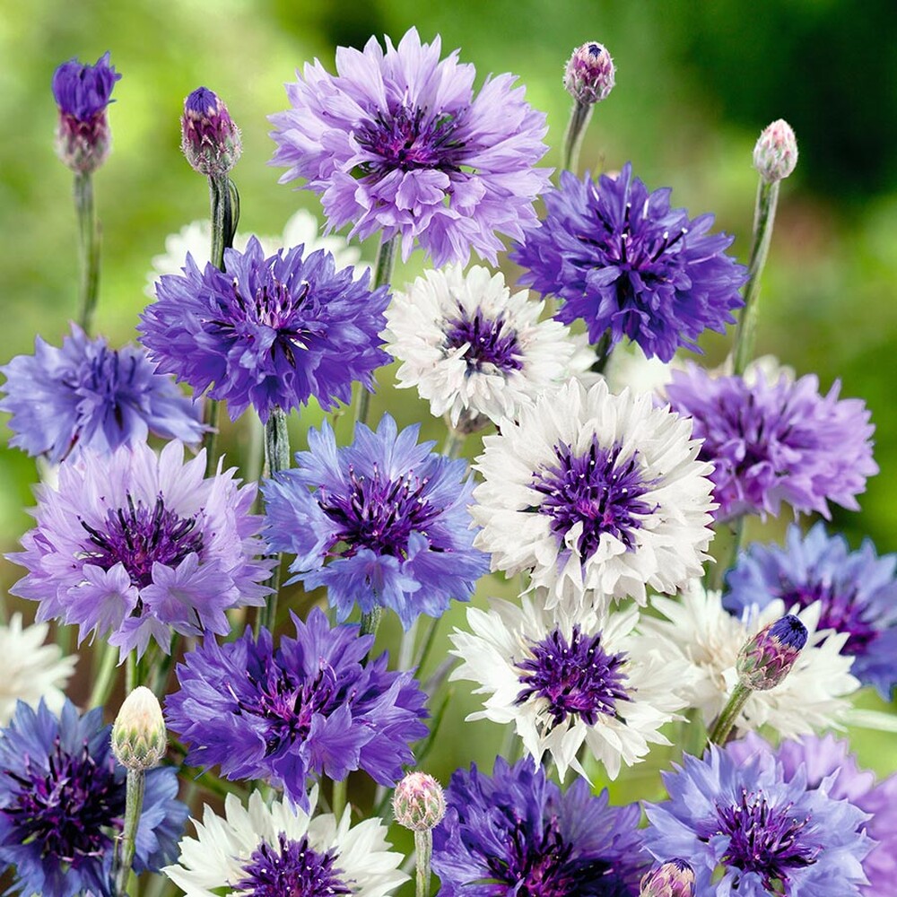 Cornflower Seeds - Fantastic Mix