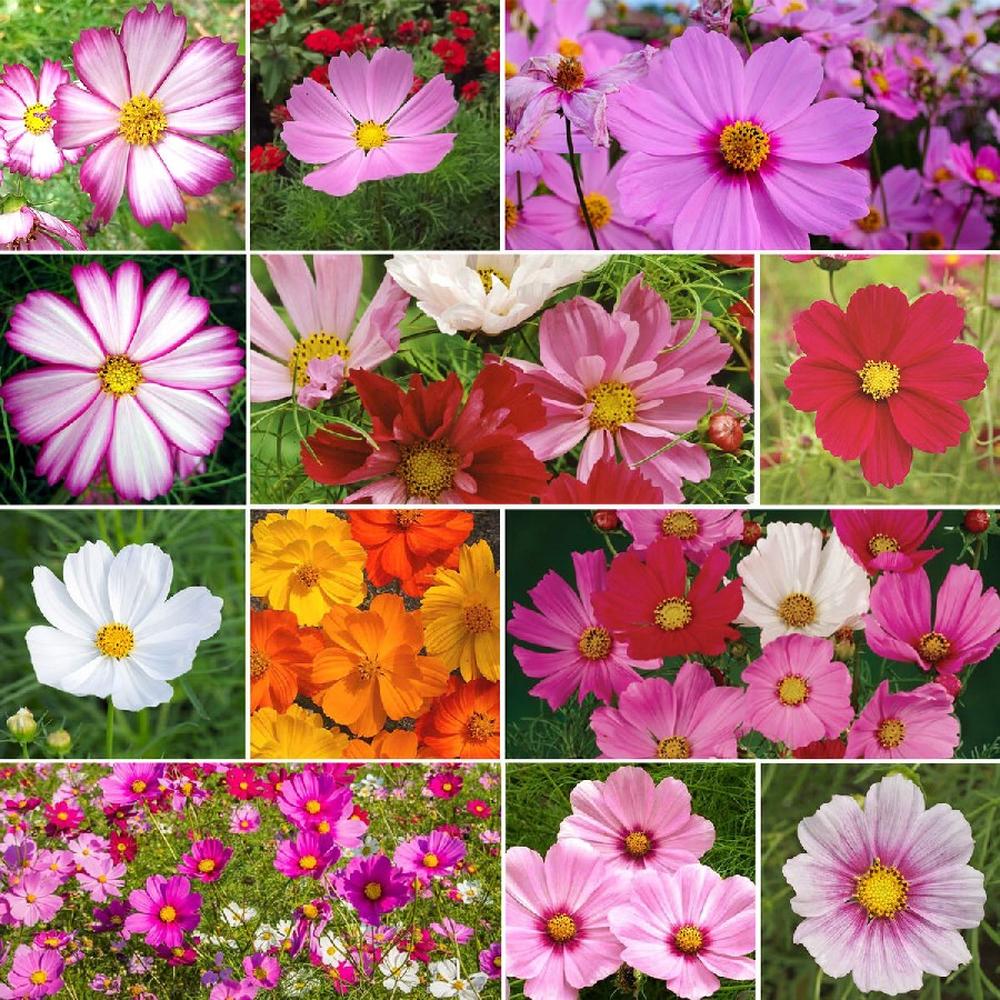 Crazy For Cosmos - Cosmos Flower Seed Mix