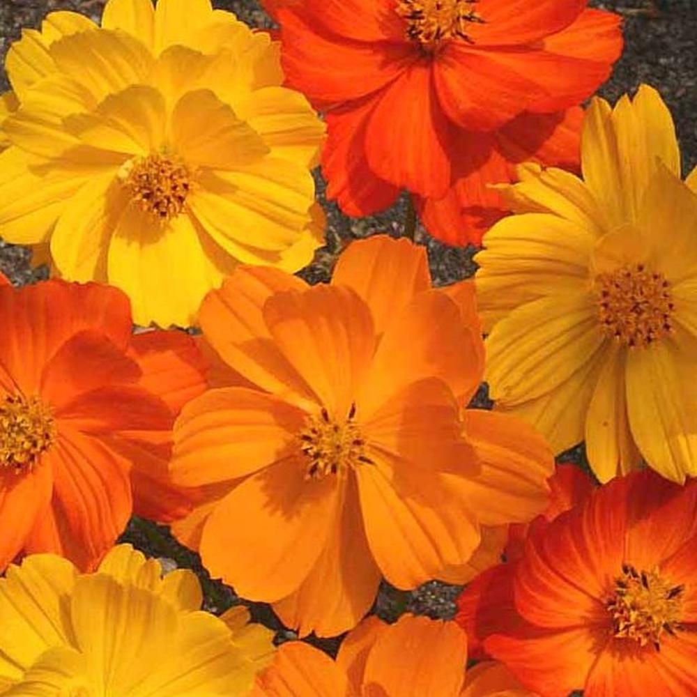 Sulphur Cosmos Seeds - Bright Lights