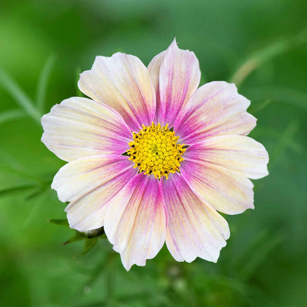 Cosmos Seeds - Apricot Lemonade