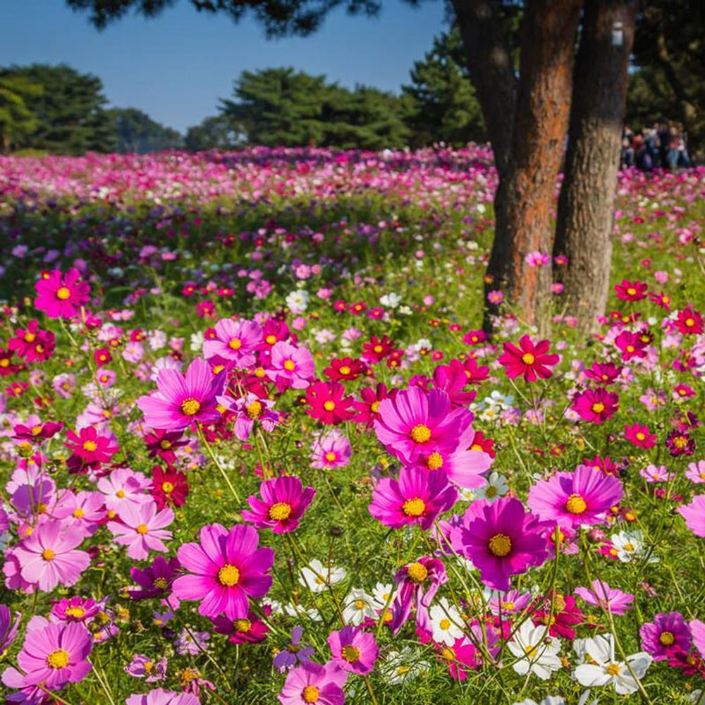 Organic Cosmos Seeds - Sensation Mix