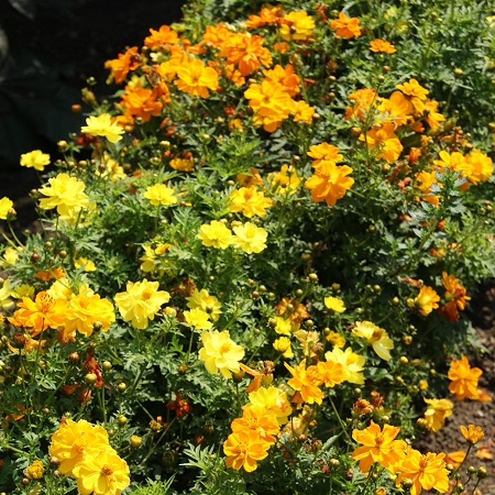 Sulphur Cosmos Seeds - Sulphur Carpet Mix