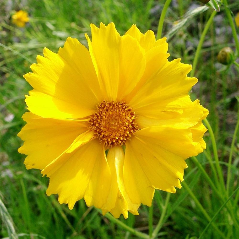 Lance-Leaf Coreopsis Seeds