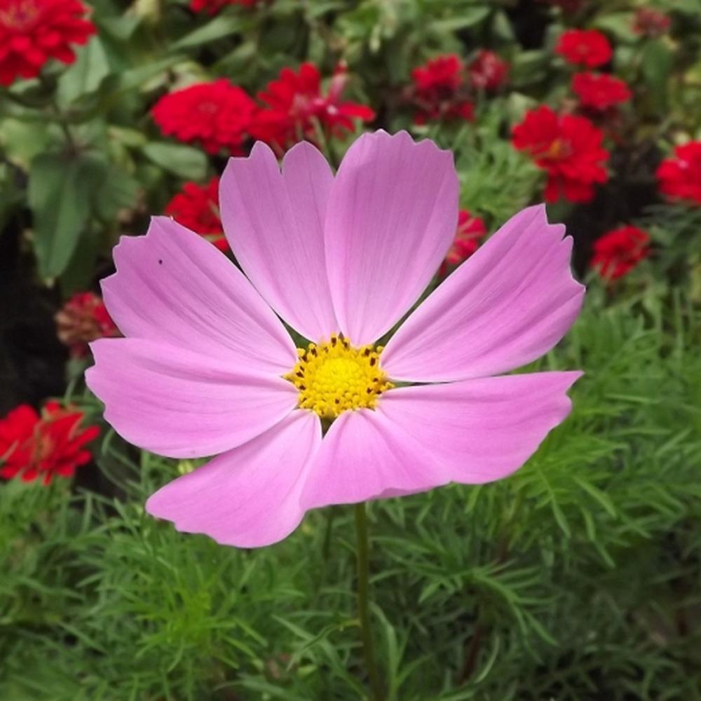 Cosmos Seeds - Pinkie