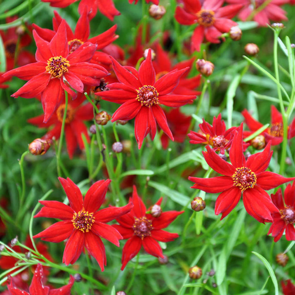 Coreopsis Seeds - Amulet