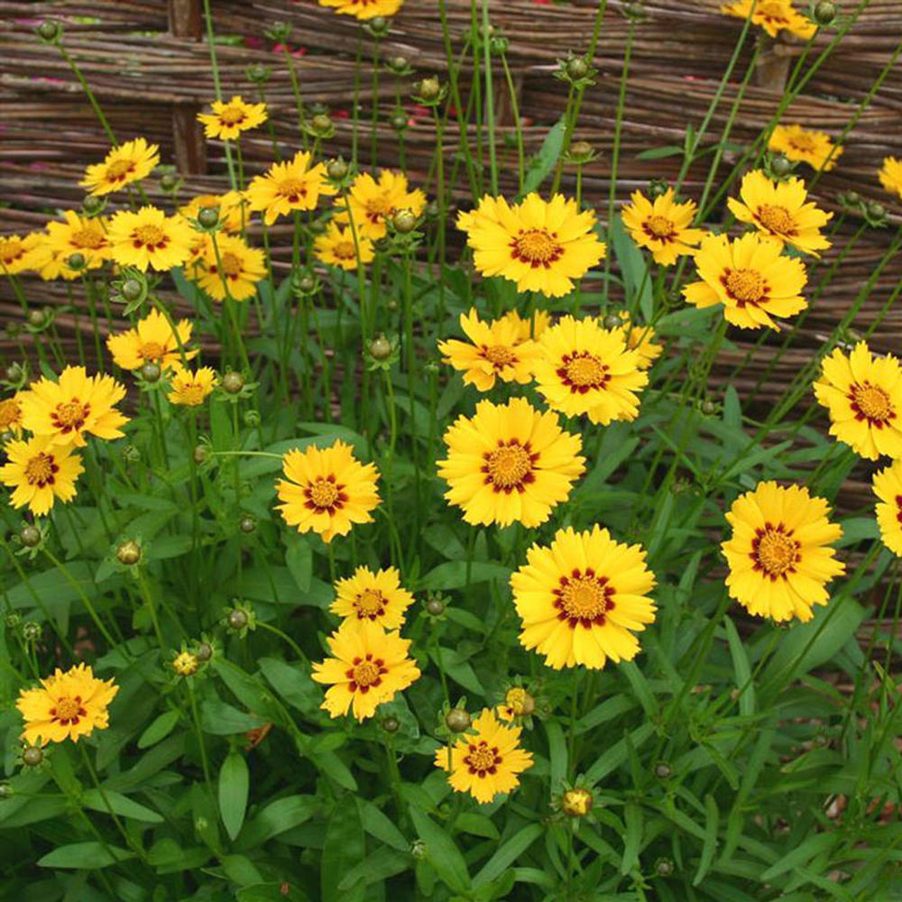 Coreopsis Seeds - Sterntaler