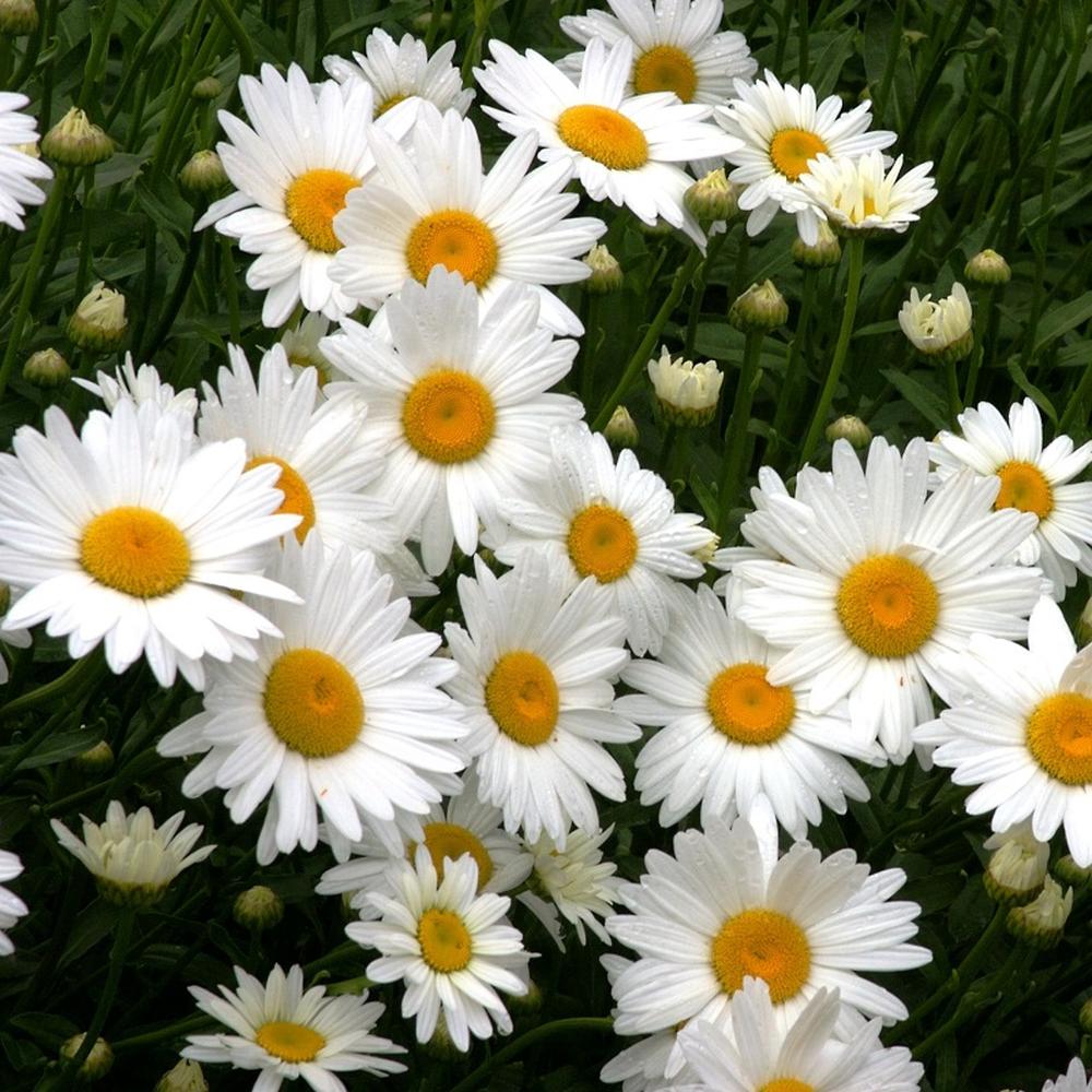 Daisy Seeds - Shasta