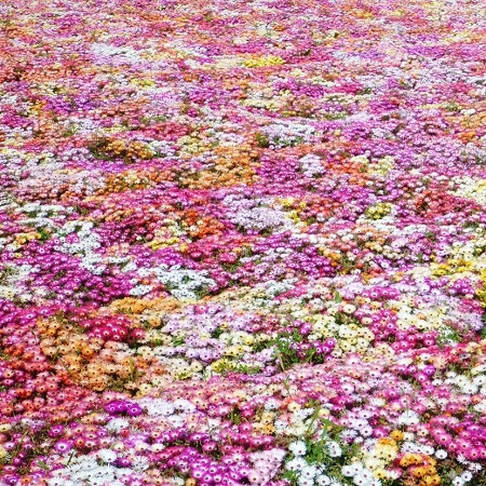 Daisy Seeds (Ice Plant) - Livingstone Mix