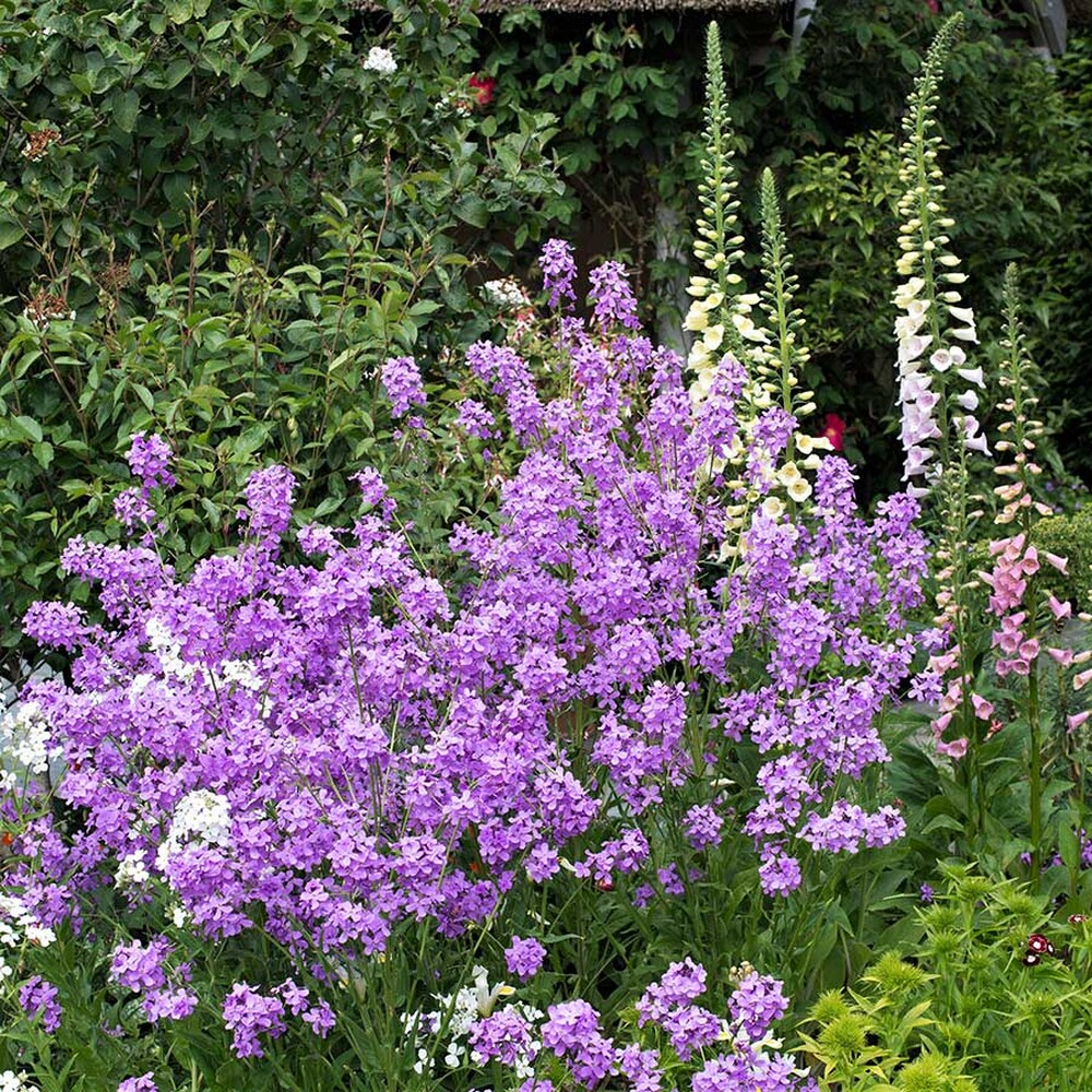 Dames Rocket Seeds - Violet