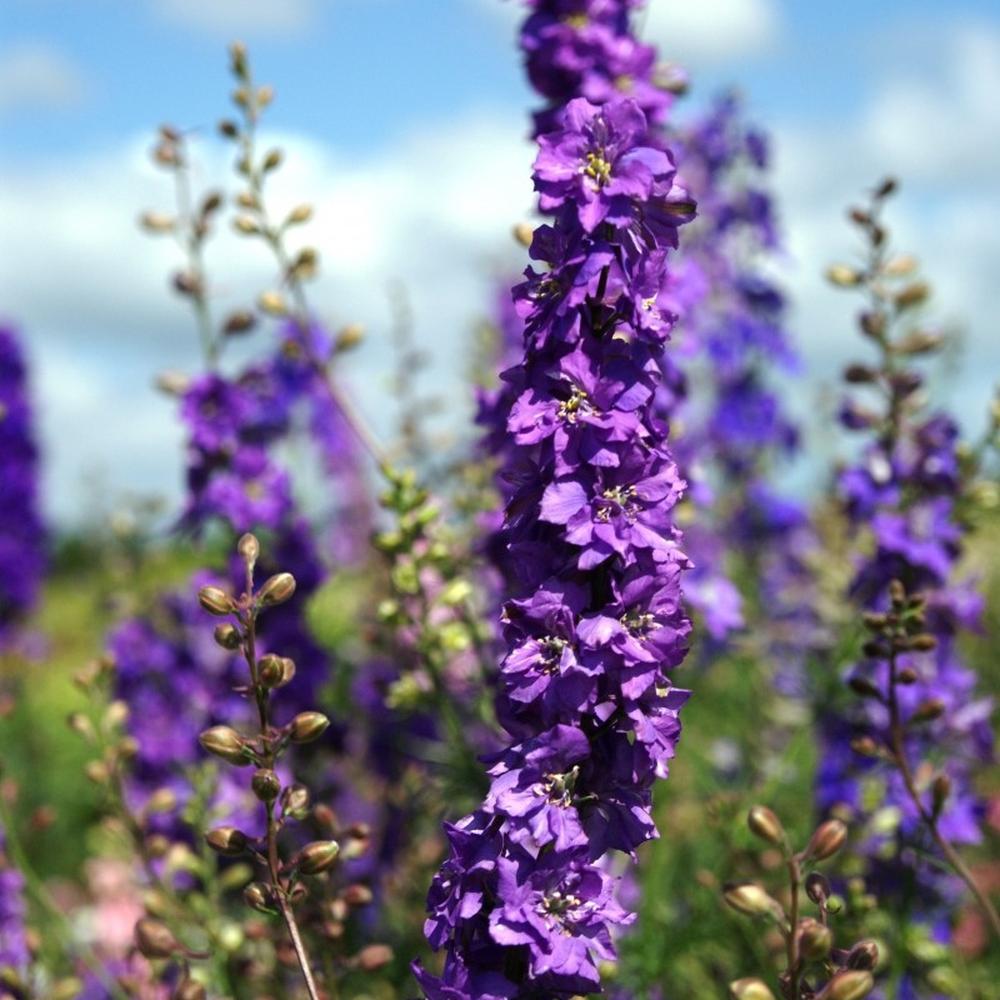 Delphinium Seeds - Lilac Spire