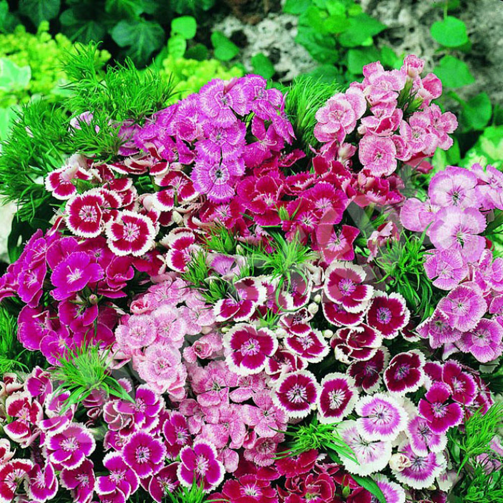 Sweet William Seeds - Dwarf Wee Willie Mix