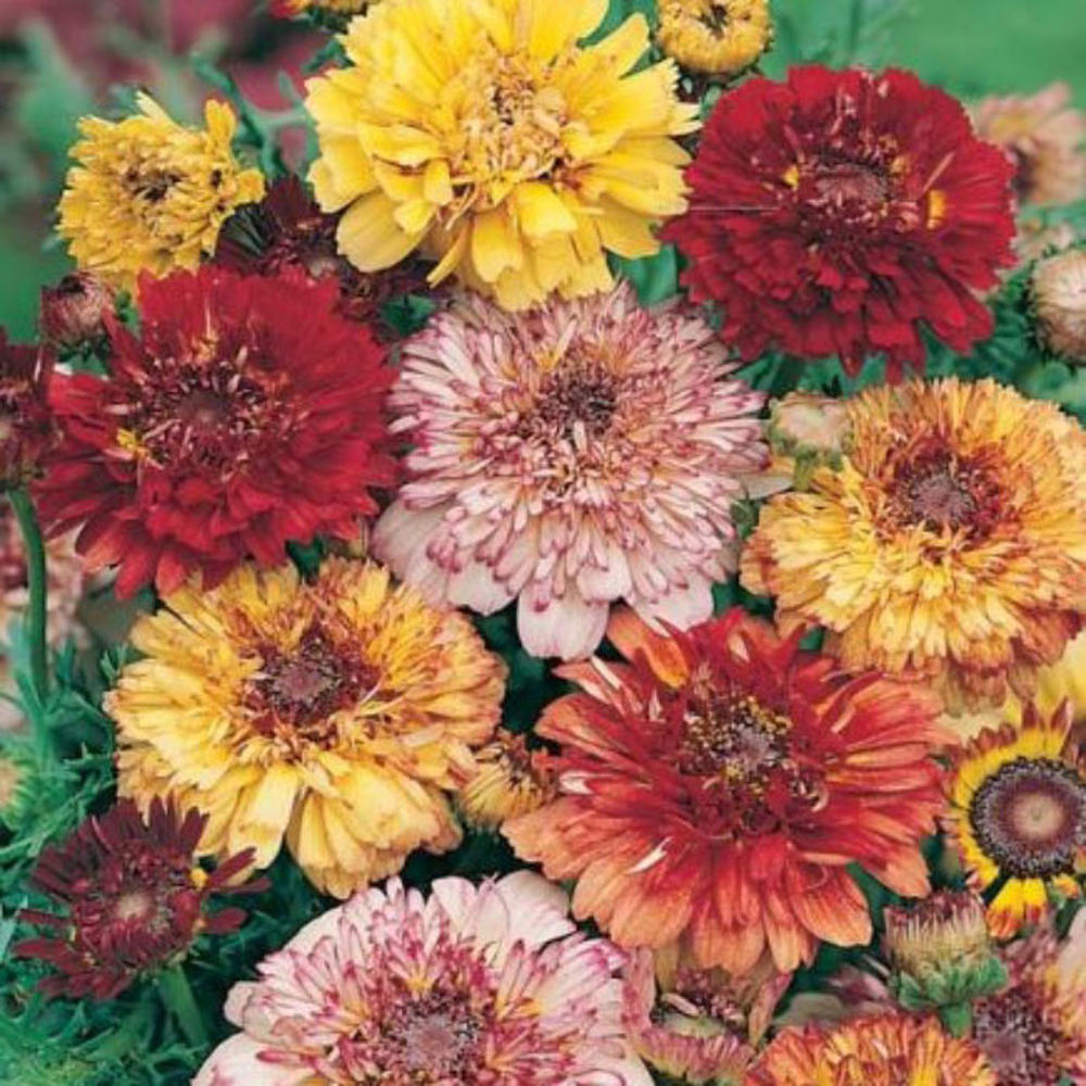 Daisy Seeds (Painted) - Dunetti Mix
