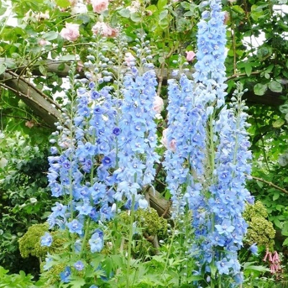 Delphinium Seeds - Blue Bell