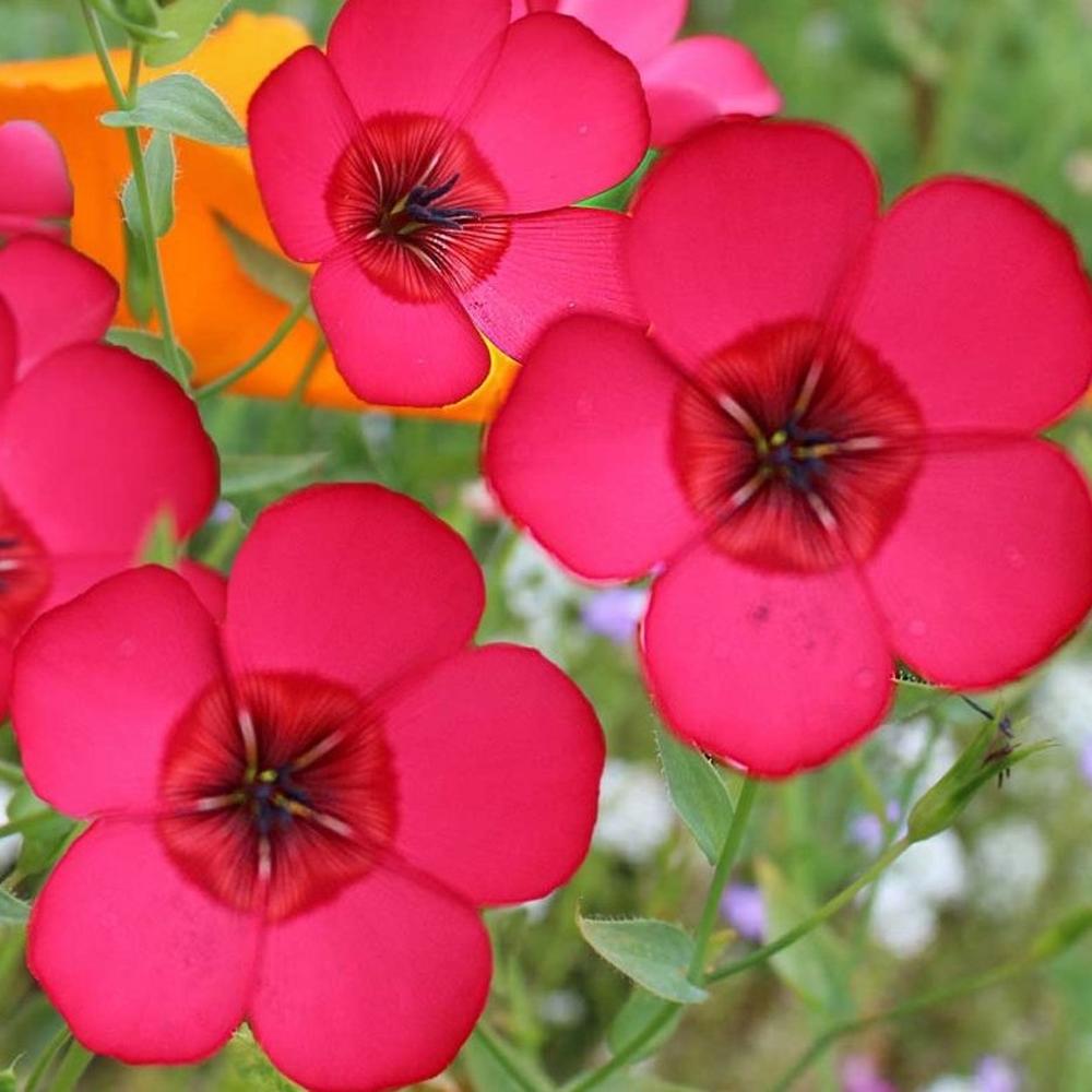 Scarlet Flax Seeds