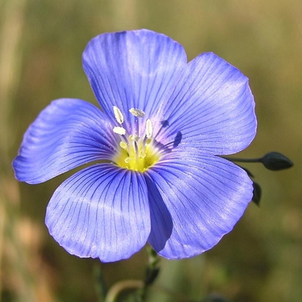 Annual Blue Flax Seeds