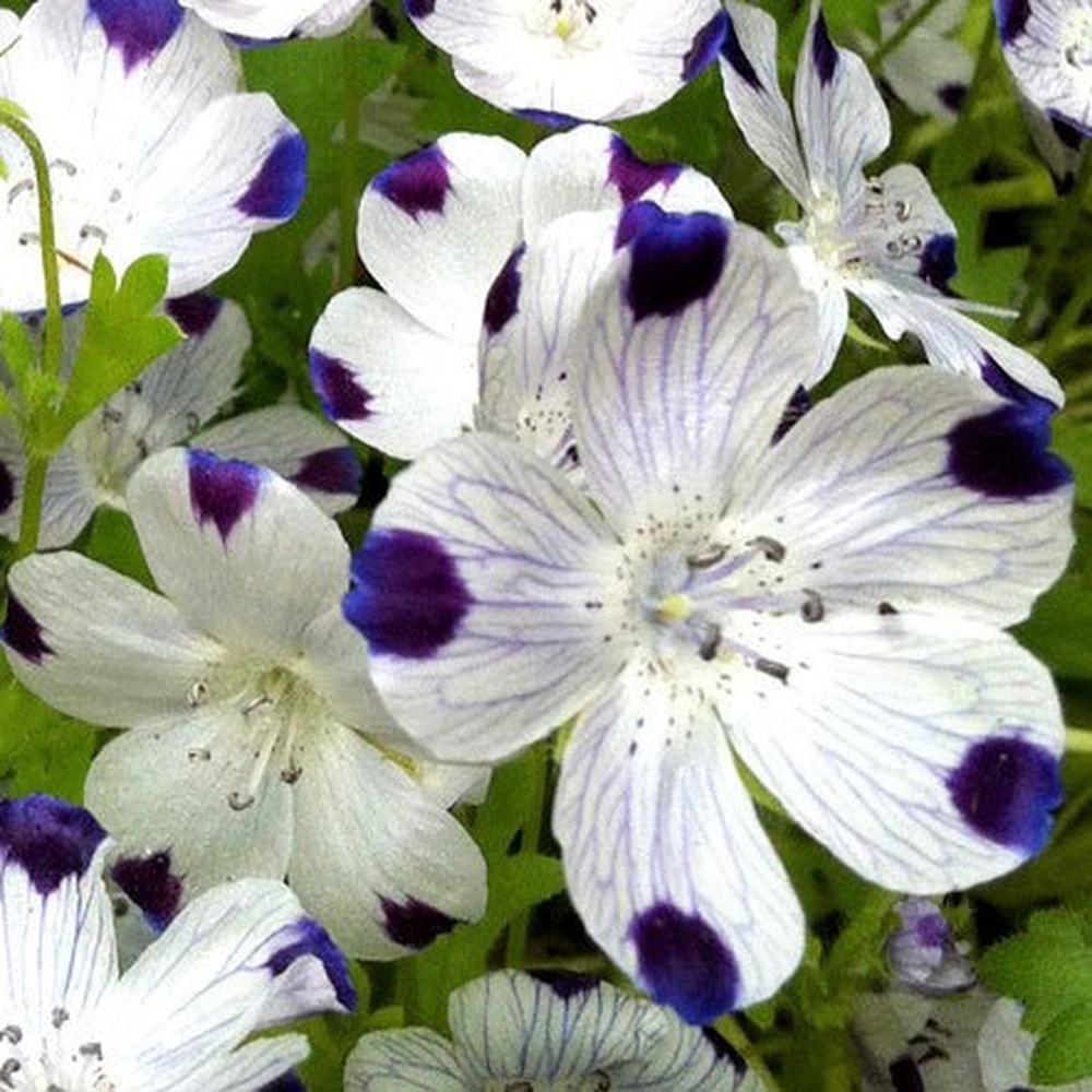 Fivespot Seeds