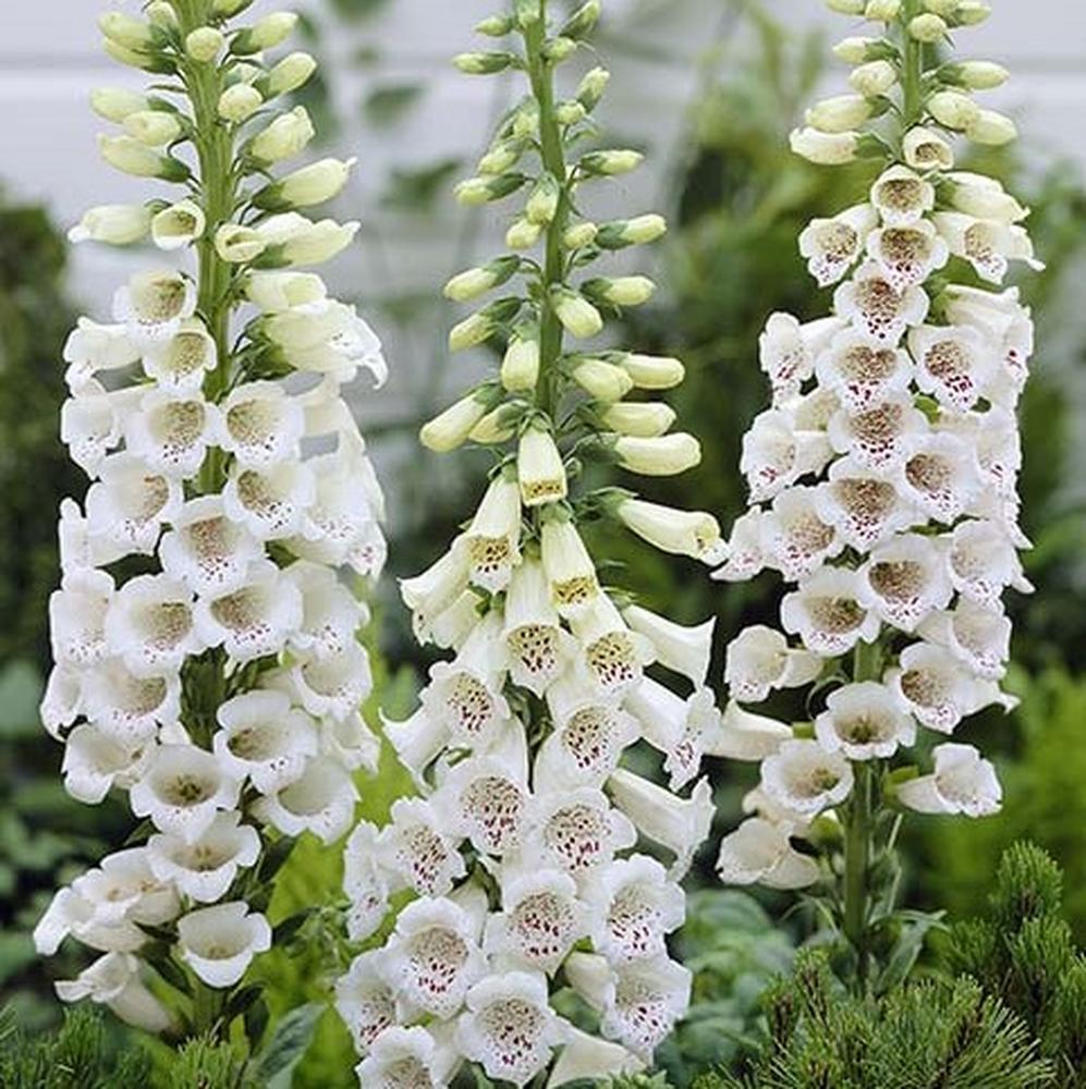 Foxglove Seeds - Alba