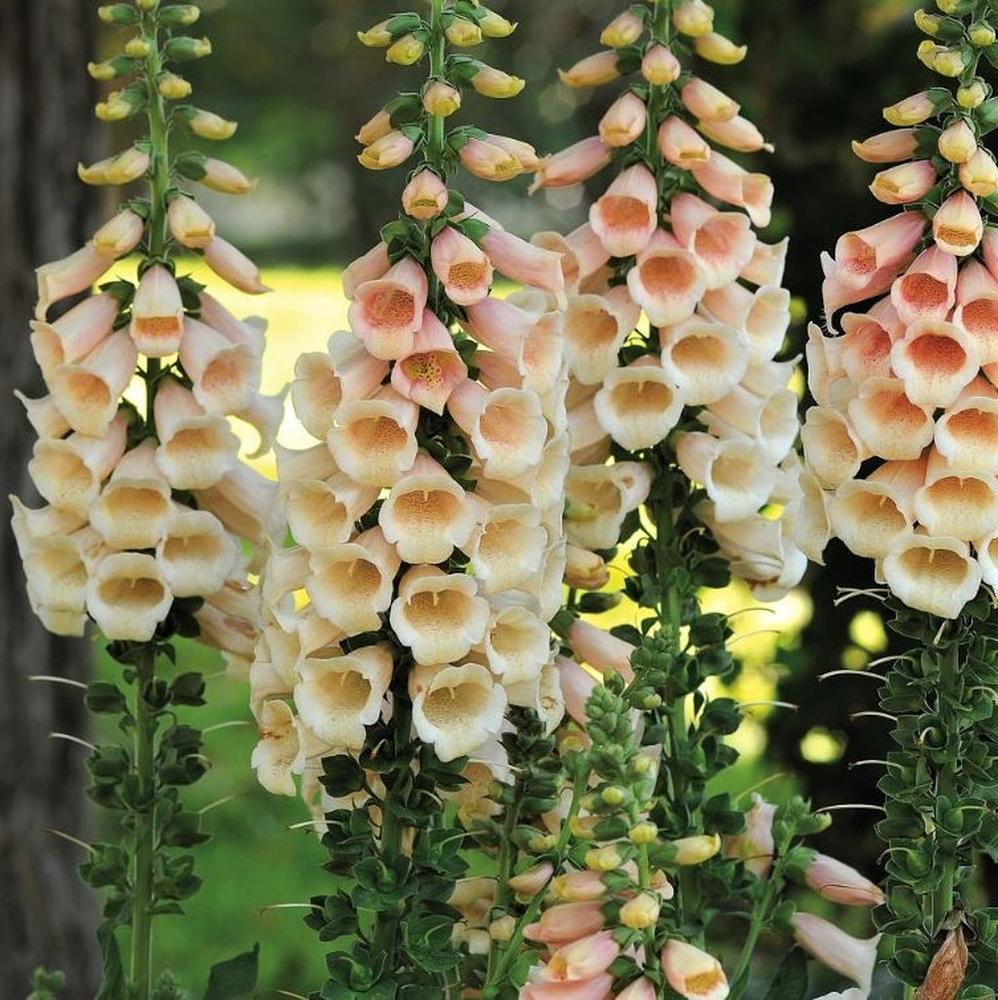 Foxglove Seeds - Apricot Beauty