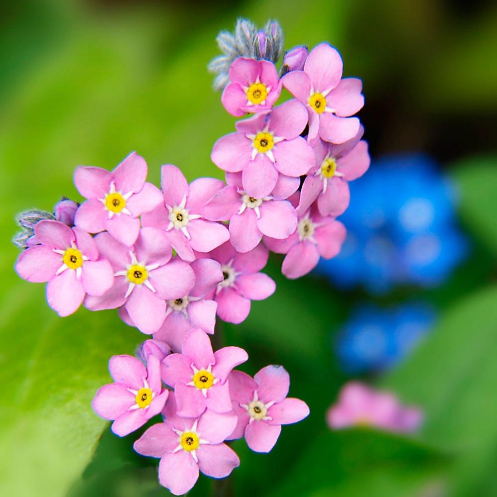 Forget Me Not Seeds - Rose