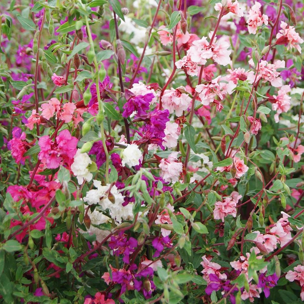 Clarkia Seeds - Mixed