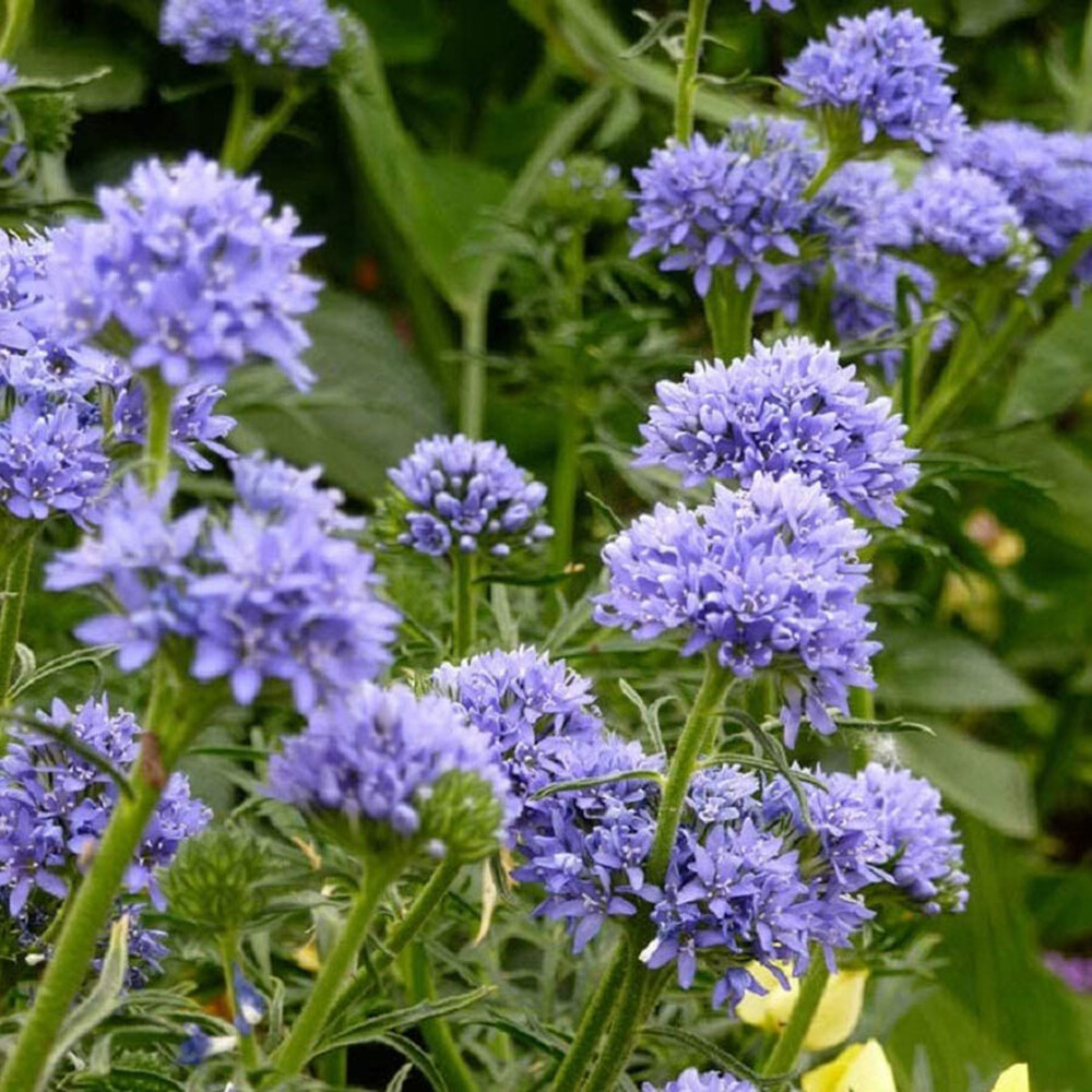 Globe Gilia Seeds
