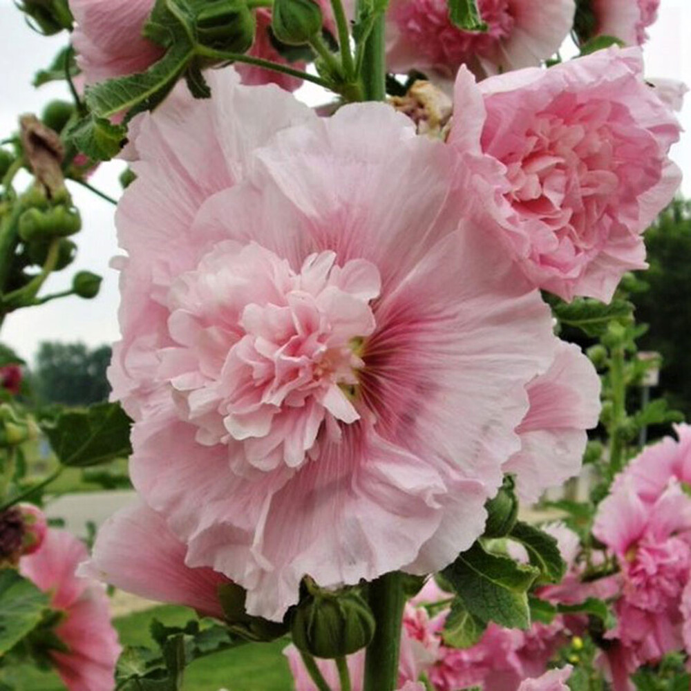Hollyhock Seeds - Summer Carnival - Pink