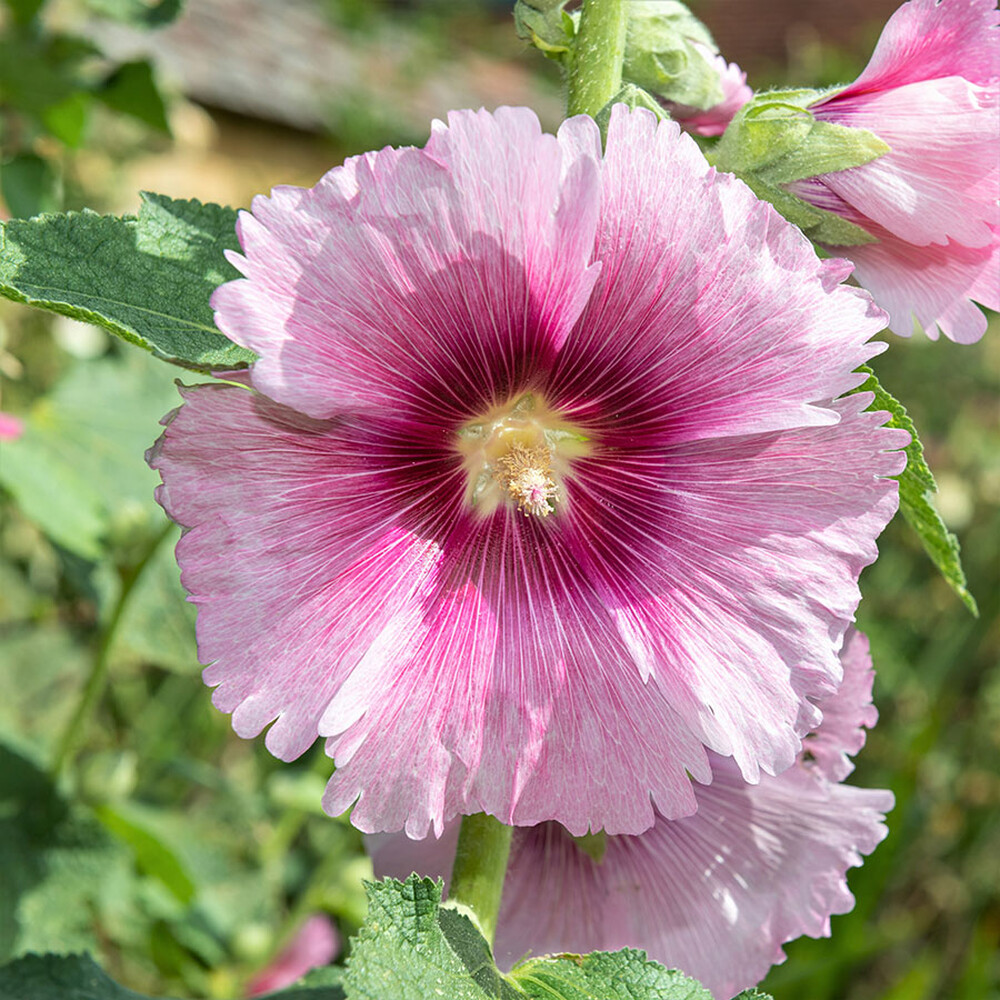 Hollyhock Seeds - Henry VIII - Pink