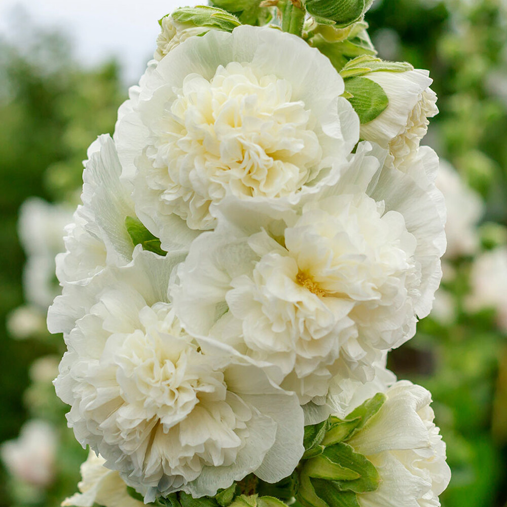 Hollyhock Seeds - Chaters Double White