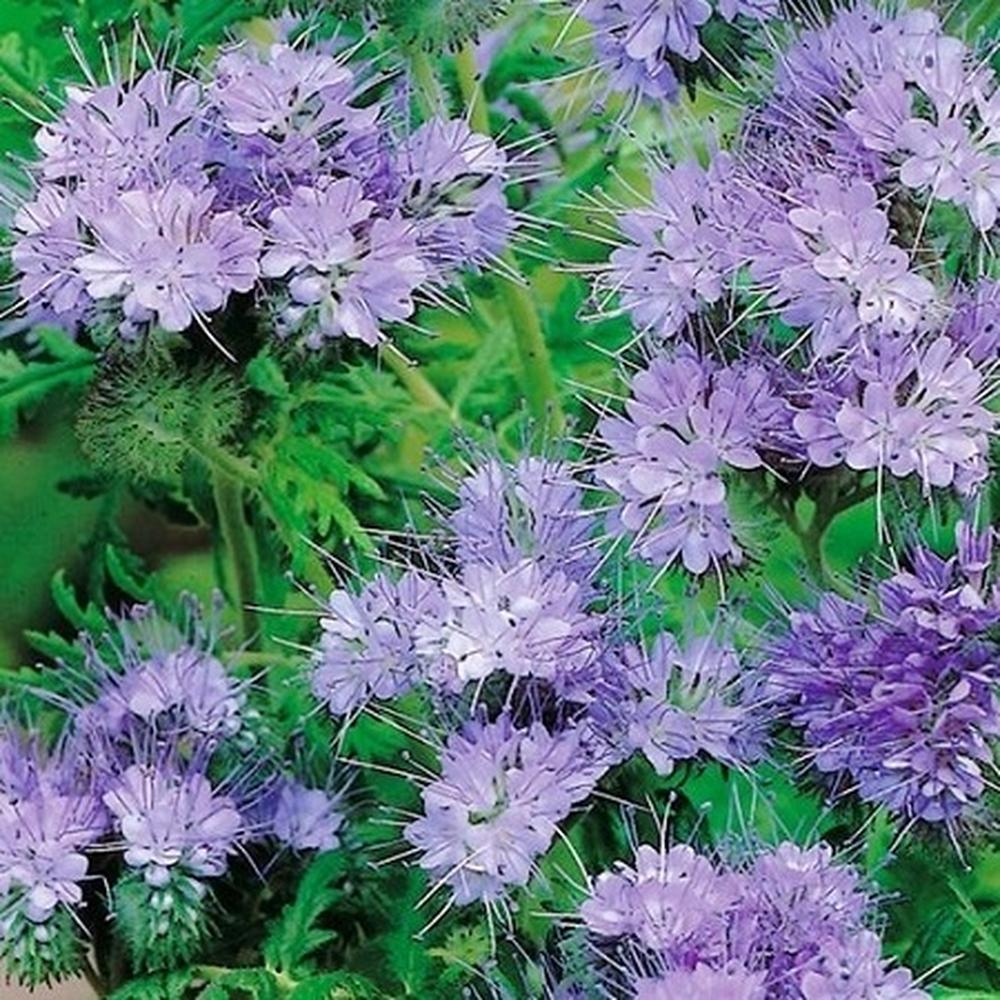Lacy Phacelia Seeds