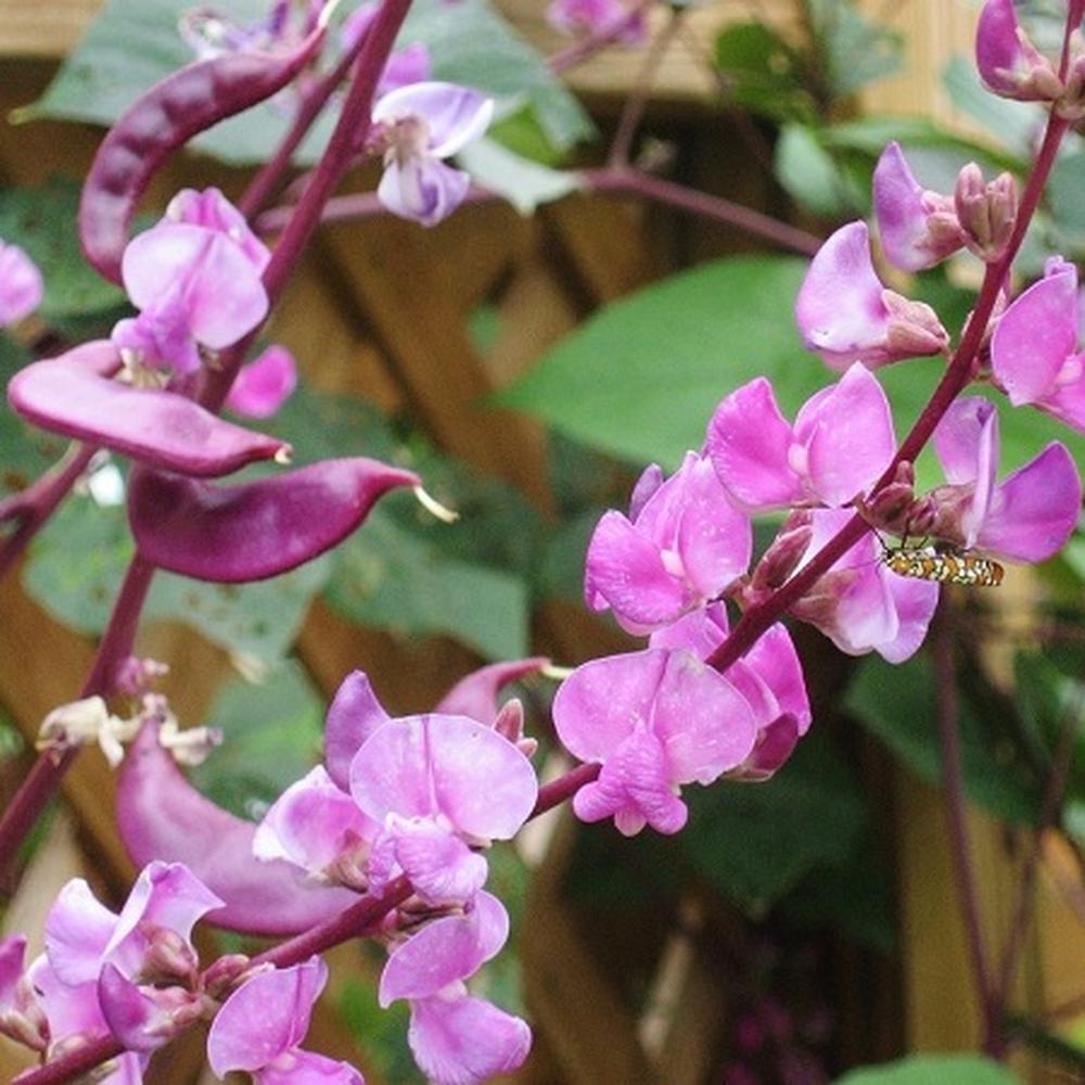 Hyacinth Bean Seeds