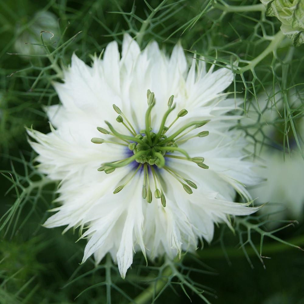 Love in a Mist Seeds - Miss Jekyll White