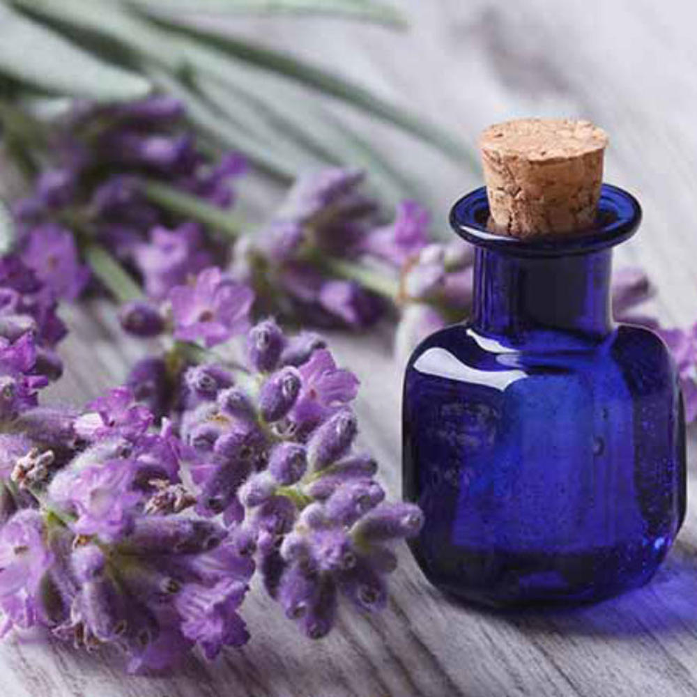 Lavender Seeds - Spike (Latifolia)