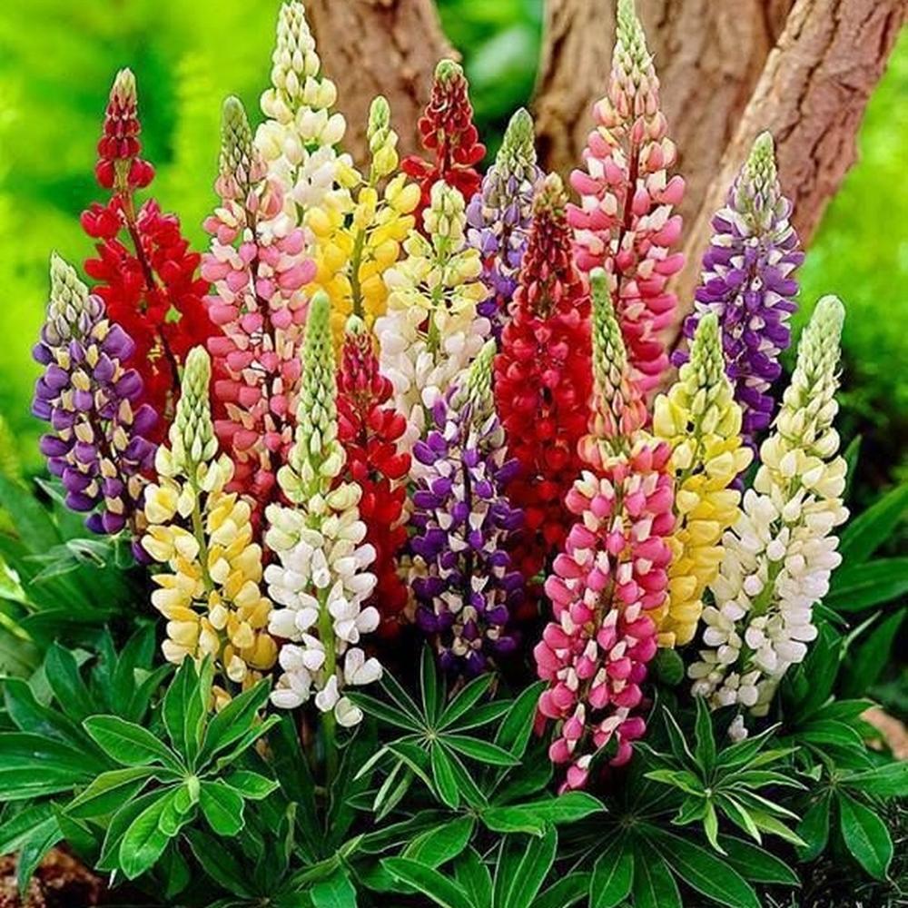 Russell Lupine Seeds - Minarette Dwarf