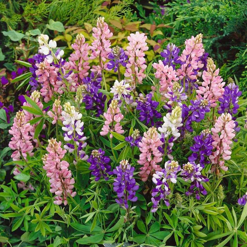 Lupine Seeds (Dwarf) - Pixie