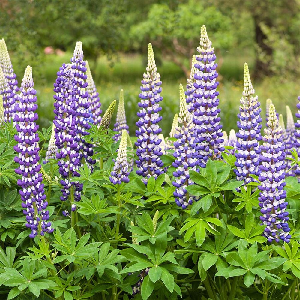 Russell Lupine Seeds - The Governor