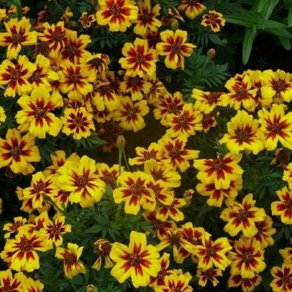French Marigold (Dwarf) Seeds - Dainty Marietta
