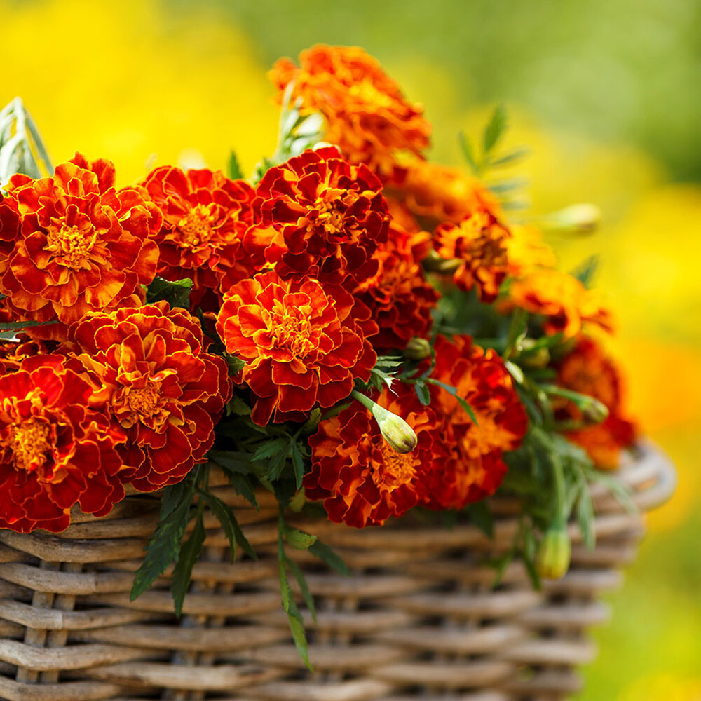 French Marigold Seeds - Harmony
