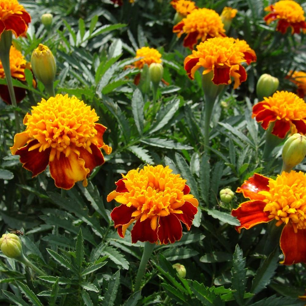 French Marigold Seeds (Dwarf Double) - Orange Flame