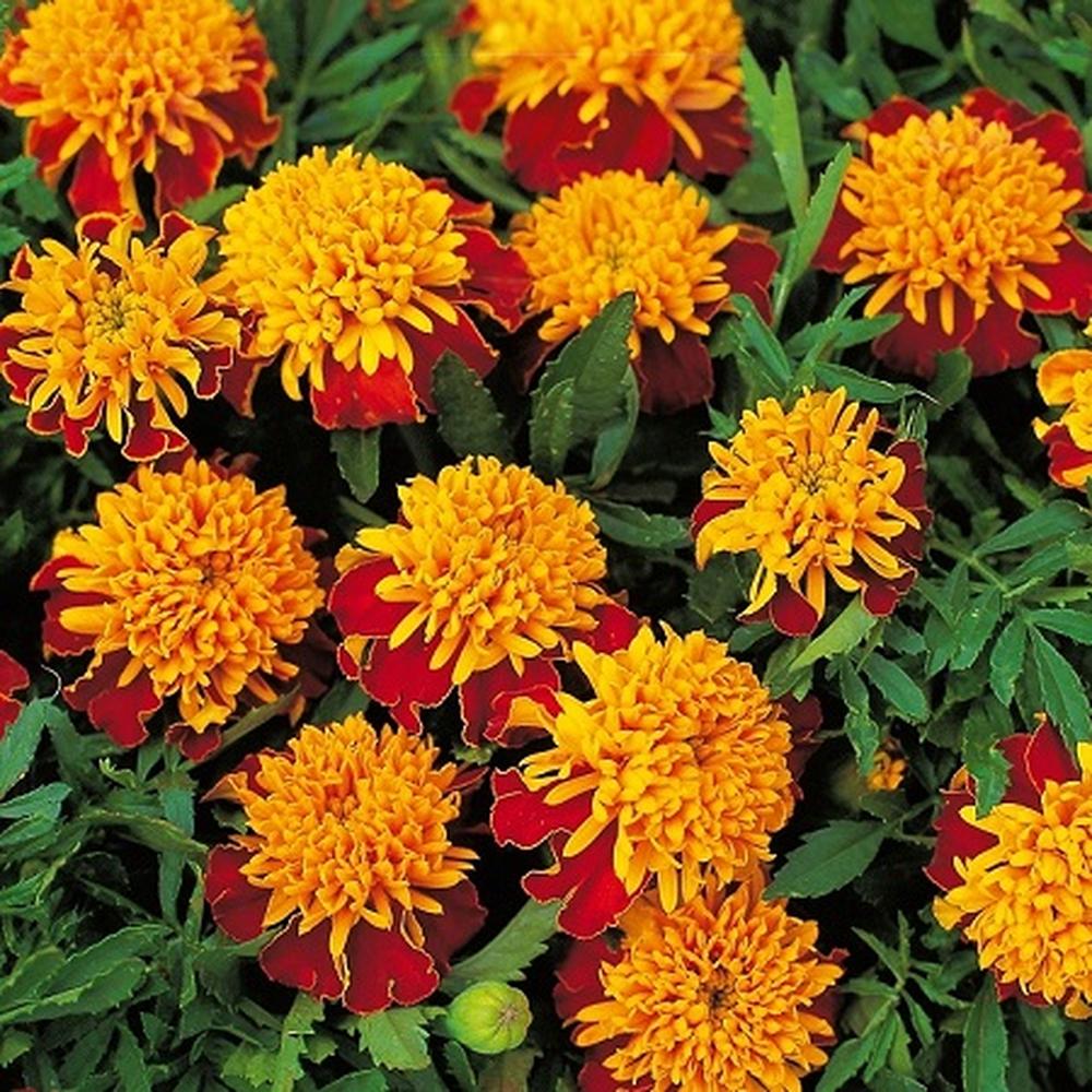French Marigold (Double) Seeds - Tiger Eyes