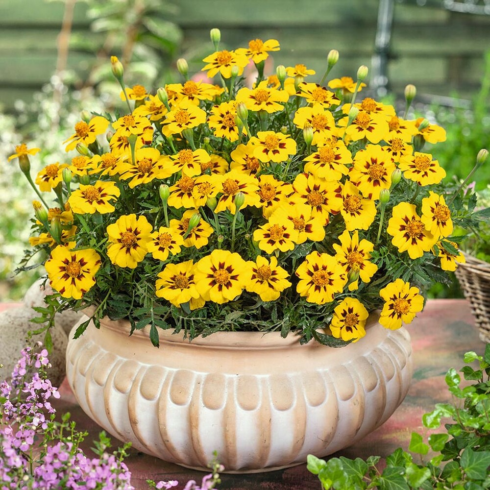 French Marigold Seeds (Dwarf) - Legion of Honor