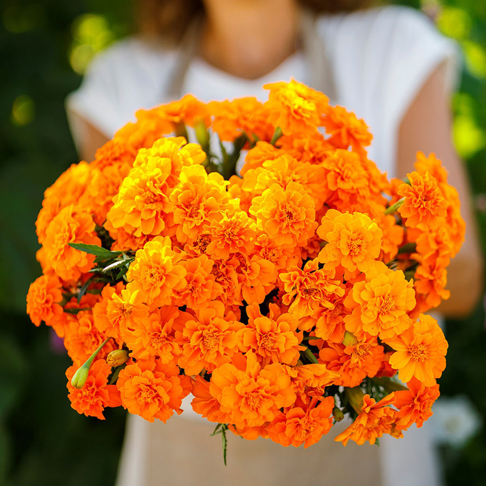 French Marigold (Double) Seeds - Tangerine