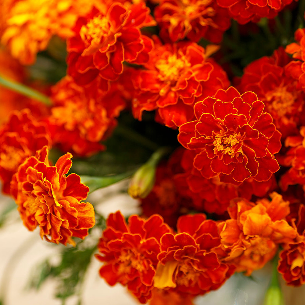 French Marigold Seeds - Red Cherry