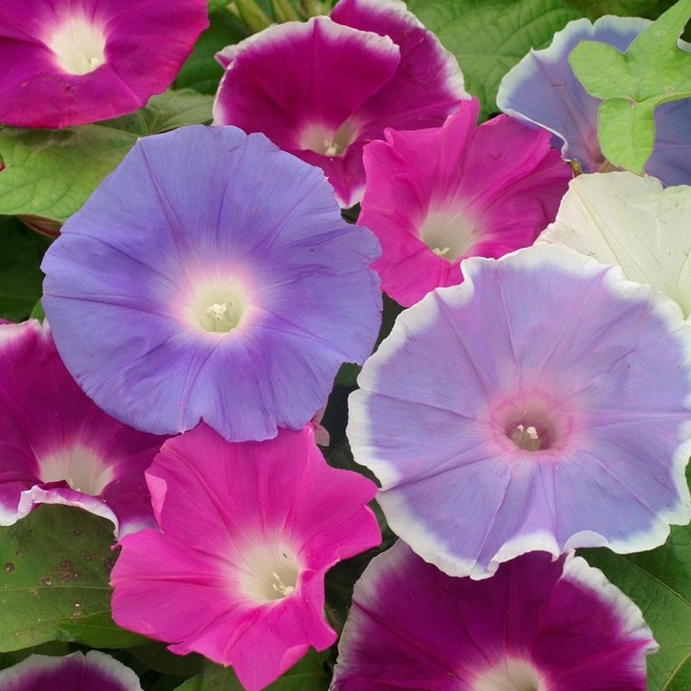 Morning Glory Seeds - Early Call Mix