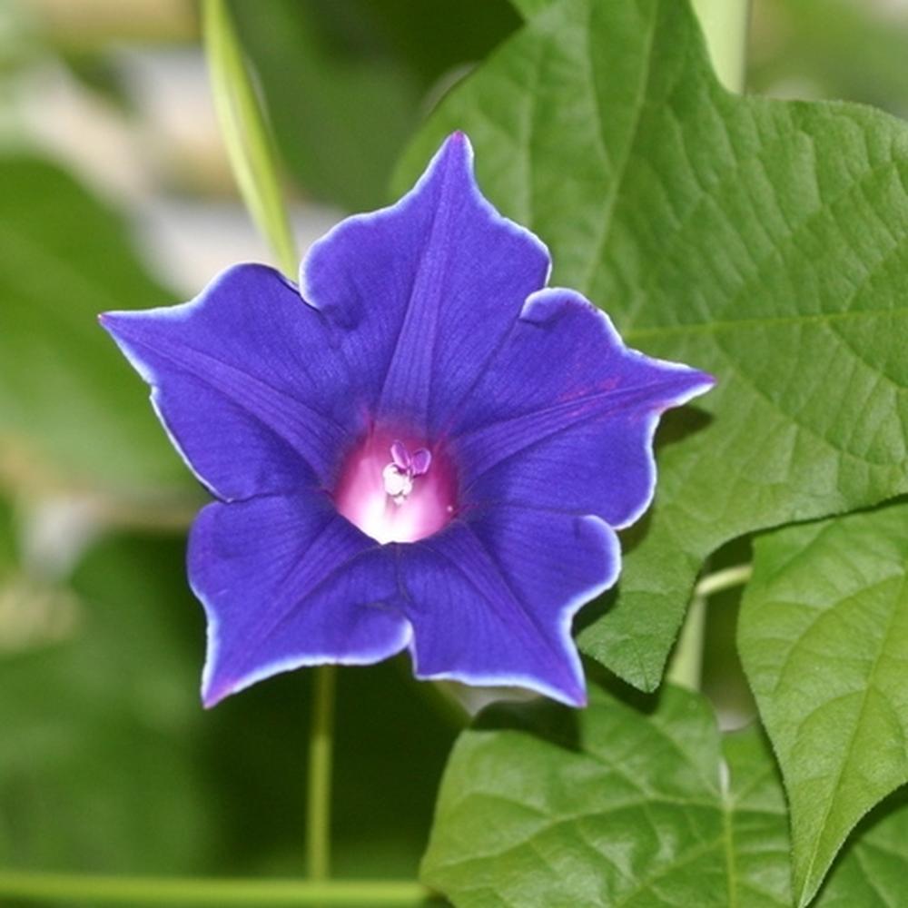 Morning Glory Seeds - Blue Picotee