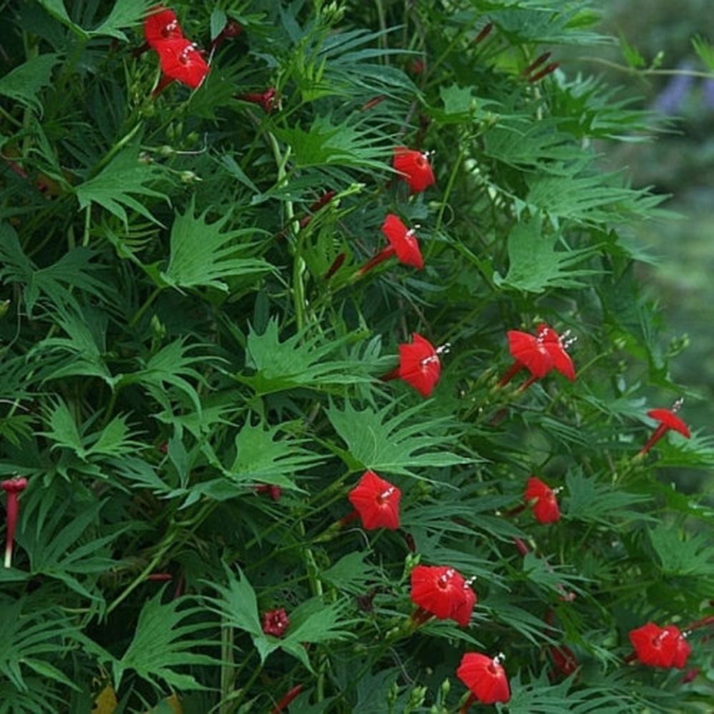 Cardinal Climber Seeds