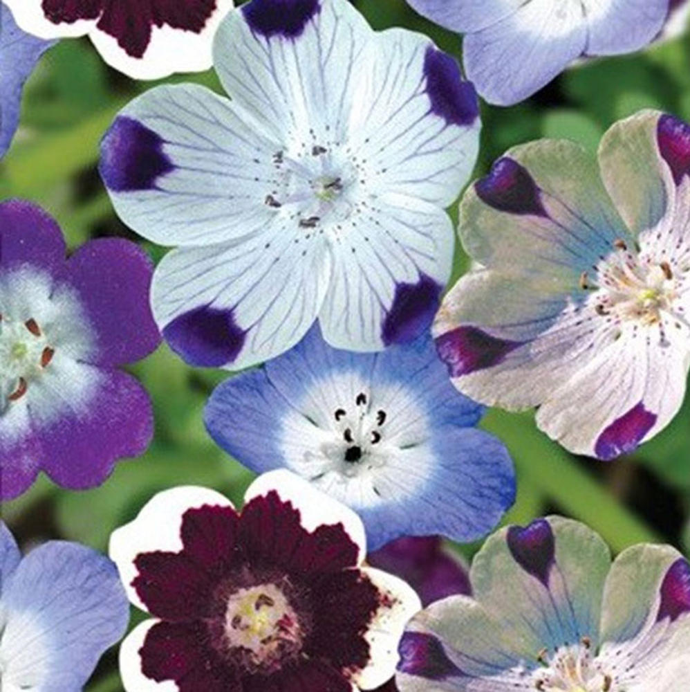 Nemophila Seeds - Mixed