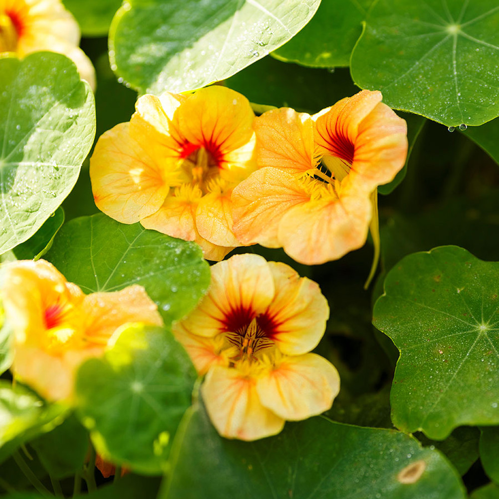 Nasturtium Seeds (Dwarf) - Apricot